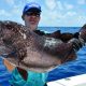 Grouper on jigging for Louis on November 2015 - Rod Fishing Club - Rodrigues Island - Mauritius - Indian Ocean