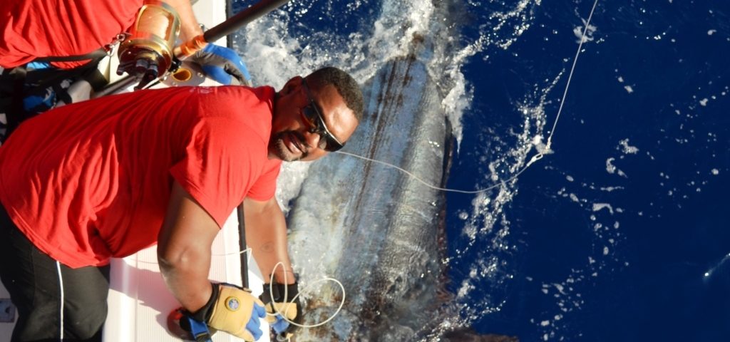 Marlin bleu 200kg relâché par Frans en Décembre 2015 - Rod Fishing Club - Ile Rodrigues - Maurice - Océan Indien