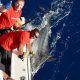 Marlin bleu 200kg relâché par Frans en Décembre 2015 - Rod Fishing Club - Ile Rodrigues - Maurice - Océan Indien