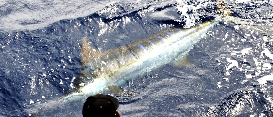 Marlin bleu relâché sur Black Marlin - Rod Fishing Club - Ile Rodrigues - Maurice - Océan Indien
