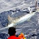 Marlin bleu relâché sur Black Marlin - Rod Fishing Club - Ile Rodrigues - Maurice - Océan Indien