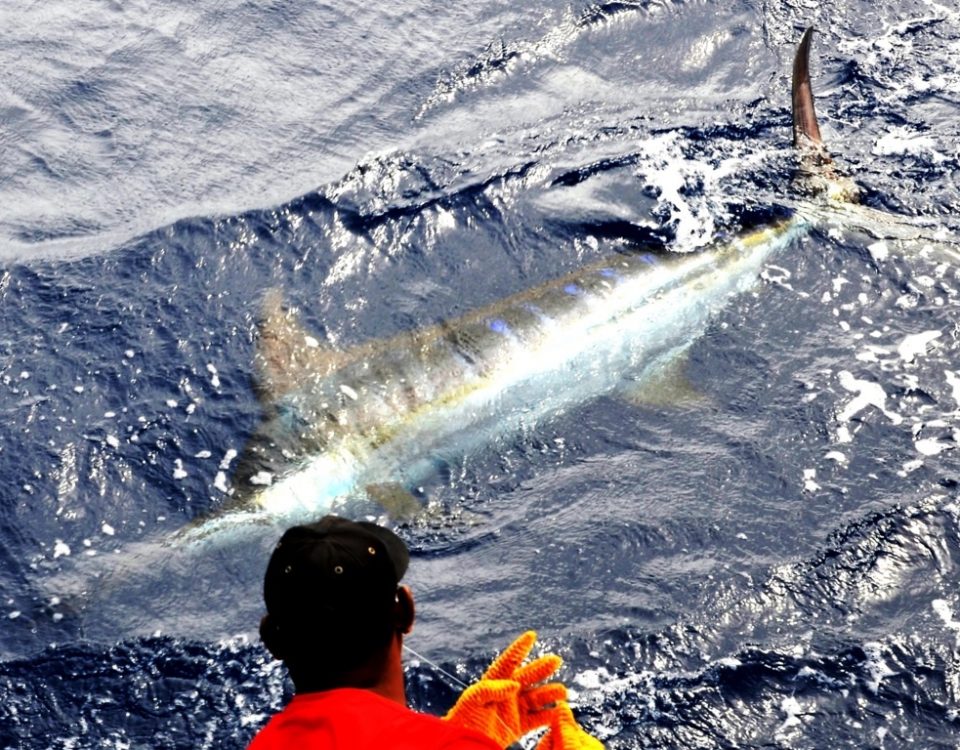 Marlin bleu relâché sur Black Marlin - Rod Fishing Club - Ile Rodrigues - Maurice - Océan Indien