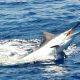 Marlin en plein saut - Rod Fishing Club - Ile Rodrigues - Maurice - Océan Indien