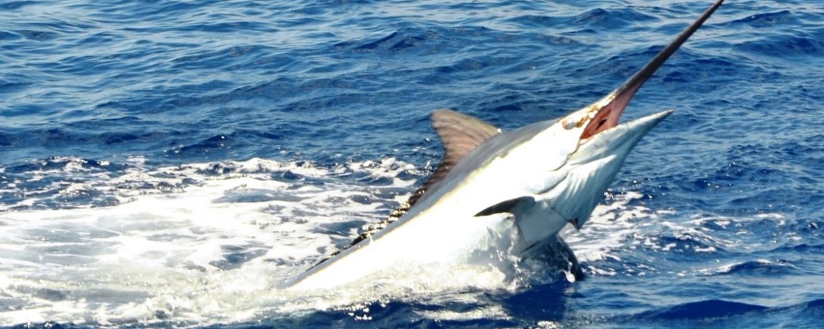 Marlin jumping - Rod Fishing Club - Rodrigues Island - Mauritius - Indian Ocean