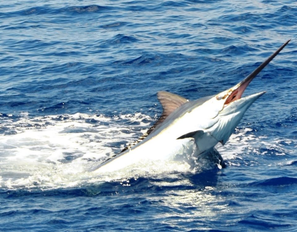 Marlin jumping - Rod Fishing Club - Rodrigues Island - Mauritius - Indian Ocean