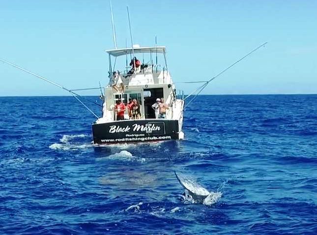 Marlin jumping on quadcopter - Rod Fishing Club - Rodrigues Island - Mauritius - Indian Ocean