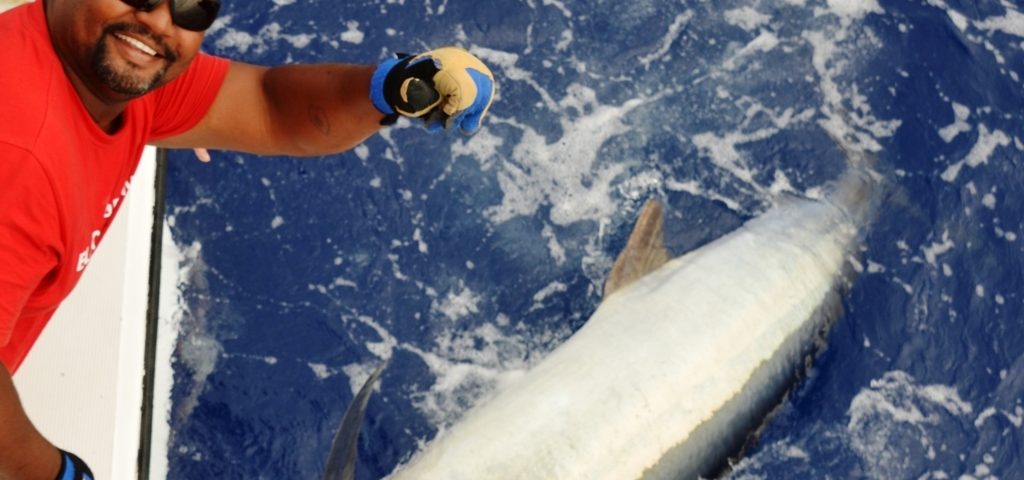 Marlin noir 150kg relâché Novembre 2015 - Rod Fishing Club - Ile Rodrigues - Maurice - Océan Indien