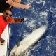 Marlin noir 150kg relâché Novembre 2015 - Rod Fishing Club - Ile Rodrigues - Maurice - Océan Indien
