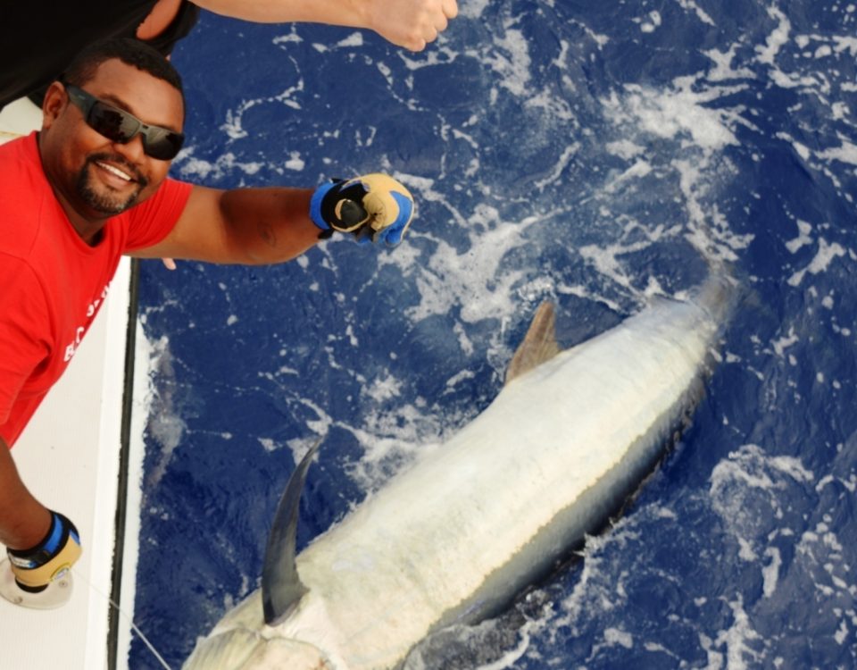 Marlin noir 150kg relâché Novembre 2015 - Rod Fishing Club - Ile Rodrigues - Maurice - Océan Indien