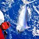 Marlin noir relâché - Rod Fishing Club - Ile Rodrigues - Maurice - Océan Indien