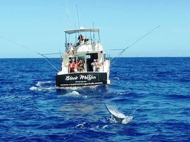 Marlin vu du drône - Rod Fishing Club - Ile Rodrigues - Maurice - Océan Indien