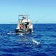 Marlin vu du drône - Rod Fishing Club - Ile Rodrigues - Maurice - Océan Indien
