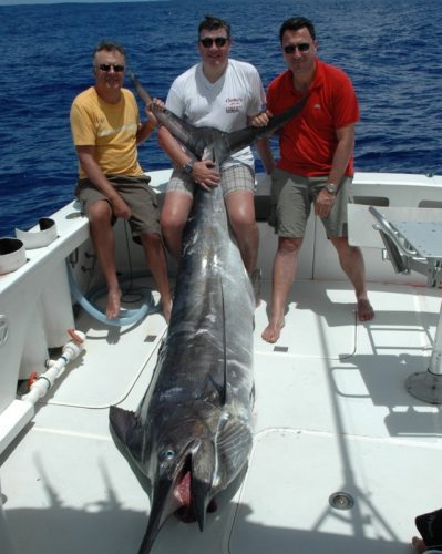 Nice black marlin on trolling - Rod Fishing Club - Rodrigues Island - Mauritius - Indian Ocean