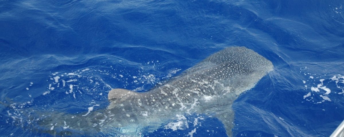 Requin baleine - Rod Fishing Club - Ile Rodrigues - Maurice - Océan Indien