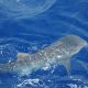 Requin baleine - Rod Fishing Club - Ile Rodrigues - Maurice - Océan Indien