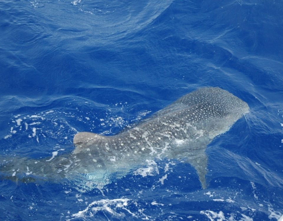 Requin baleine - Rod Fishing Club - Ile Rodrigues - Maurice - Océan Indien