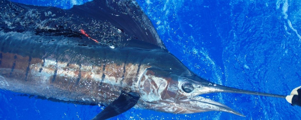 Sailfish tagged and released - Rod Fishing Club - Rodrigues Island - Mauritius - Indian Ocean