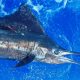 Sailfish tagged and released - Rod Fishing Club - Rodrigues Island - Mauritius - Indian Ocean
