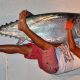 Thon à dents de chien 70 kg par Olivier - Rod Fishing Club - Ile Rodrigues - Maurice - Océan Indien