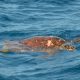 Tortue sur le Banc de l'Est - Rod Fishing Club - Ile Rodrigues - Maurice - Océan Indien