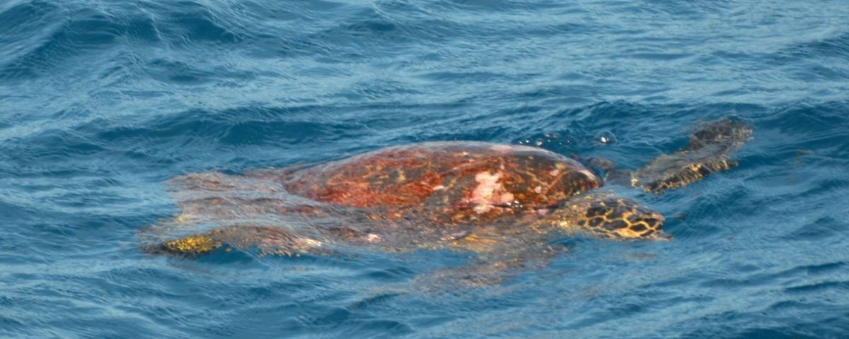 Turtle on the Eastern Bank Rodrigues Island - Rod Fishing Club - Rodrigues Island - Mauritius - Indian Ocean