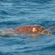 Turtle on the Eastern Bank Rodrigues Island - Rod Fishing Club - Rodrigues Island - Mauritius - Indian Ocean
