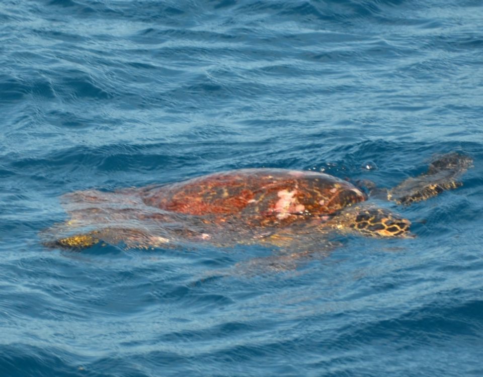 Turtle on the Eastern Bank Rodrigues Island - Rod Fishing Club - Rodrigues Island - Mauritius - Indian Ocean