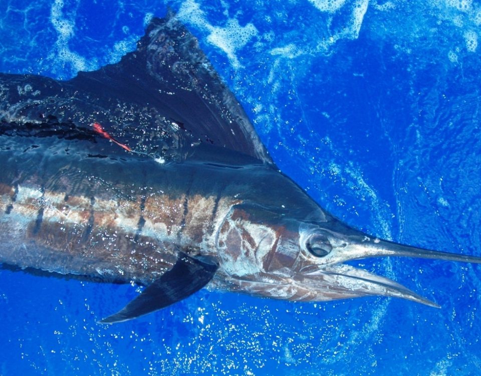 Voilier taggé et relâché - Rod Fishing Club - Ile Rodrigues - Maurice - Océan Indien