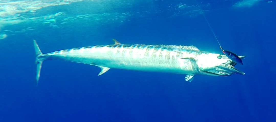 Wahoo on stick bait - Rod Fishing Club - Rodrigues Island - Mauritius - Indian Ocean