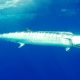 Wahoo on stick bait - Rod Fishing Club - Rodrigues Island - Mauritius - Indian Ocean