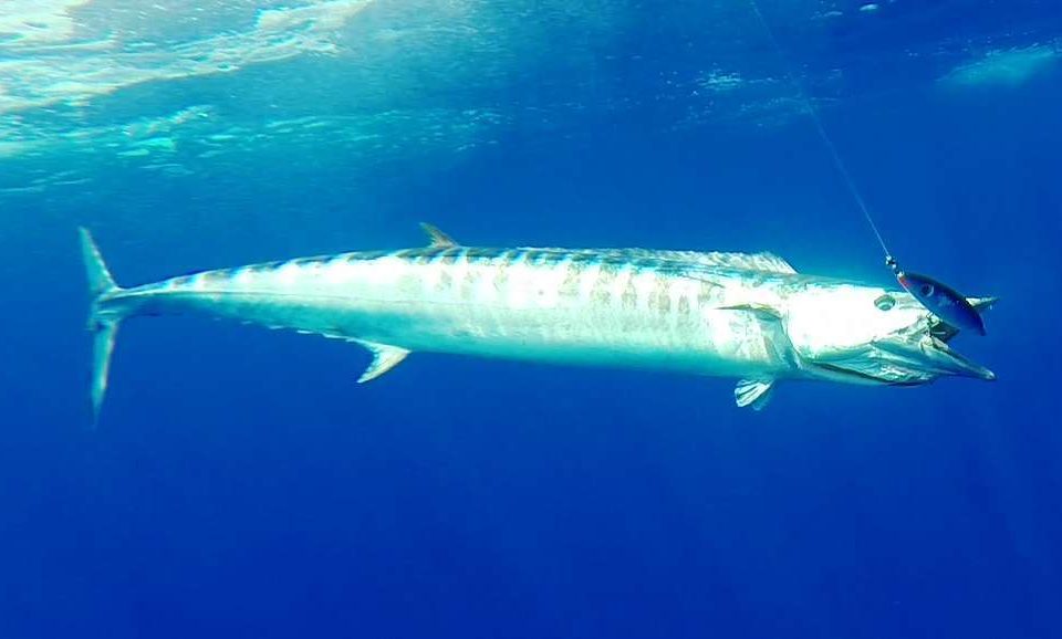 Wahoo on stick bait - Rod Fishing Club - Rodrigues Island - Mauritius - Indian Ocean