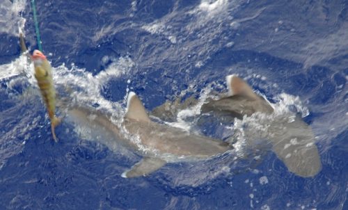 Whitetip sharks close to the boat - Rod Fishing Club - Rodrigues Island - Mauritius - Indian Ocean