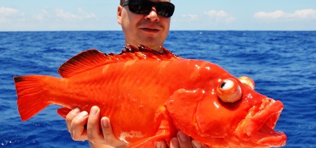 golden hind - Rod Fishing Club - Rodrigues Island - Mauritius - Indian Ocean