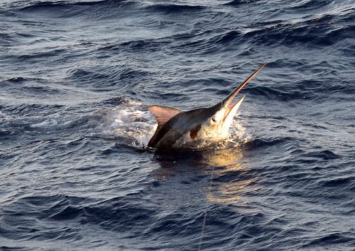 black-marlin-jumping-rod-fishing-club-rodrigues-island-mauritius-indian-ocean