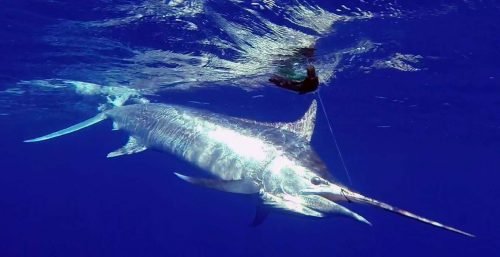 black-marlin-on-leader-caught-on-trolling-rod-fishing-club-rodrigues-island-mauritius-indian-ocean