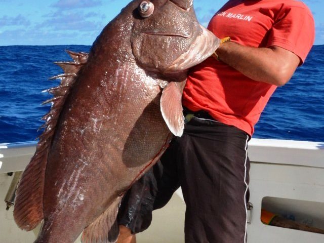 dusky-grouper-of-40kg-caught-on-very-deep-baiting-315m-deep-rod-fishing-club-rodrigues-island-mauritius-indian-ocean