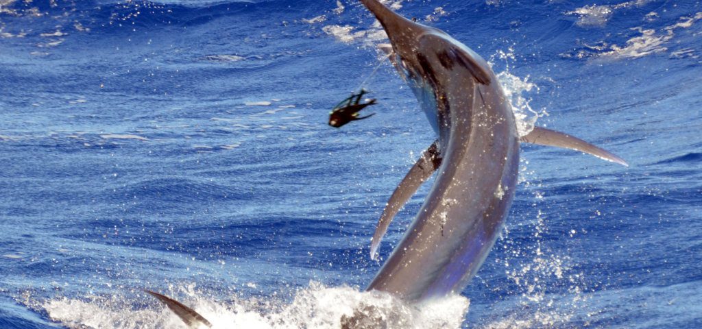 marlin-noir-au-bas-de-ligne-en-peche-a-la-traine-rod-fishing-club-rodrigues-ile-maurice-ocean-indien