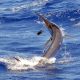 marlin-noir-au-bas-de-ligne-en-peche-a-la-traine-rod-fishing-club-rodrigues-ile-maurice-ocean-indien