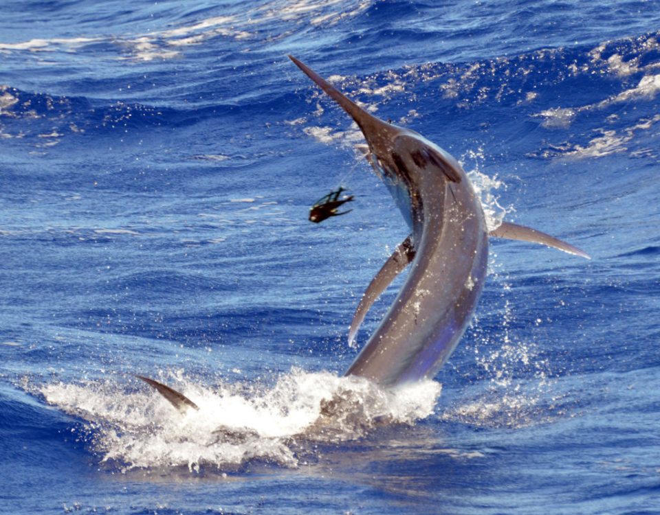 marlin-noir-au-bas-de-ligne-en-peche-a-la-traine-rod-fishing-club-rodrigues-ile-maurice-ocean-indien