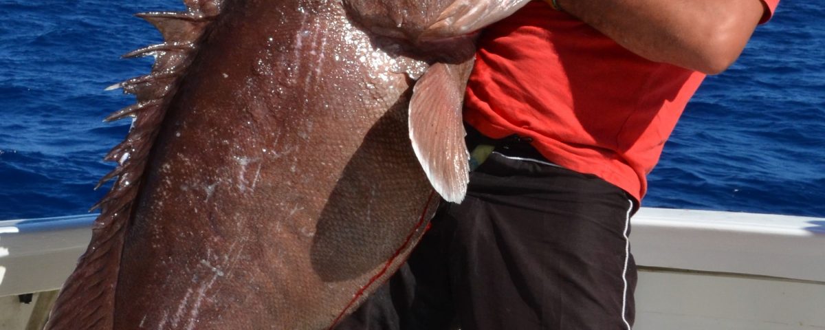 merou-brun-de-40kg-pris-en-peche-a-lappat-en-grande-profondeur-315m-rod-fishing-club-rodrigues-maurice-ocean-indien