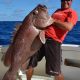 merou-brun-de-40kg-pris-en-peche-a-lappat-en-grande-profondeur-315m-rod-fishing-club-rodrigues-maurice-ocean-indien