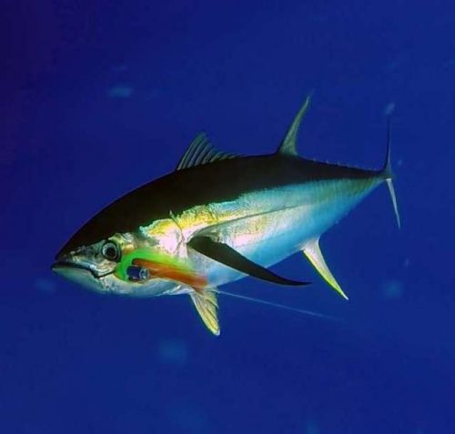 thon-jaune-au-bas-de-ligne-rod-fishing-club-rodrigues-ile-maurice-ocean-indien