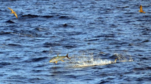 yellowfin-tuna-hunting-on-the-eastern-bank-rod-fishing-club-rodrigues-island-mauritius-indian-ocean