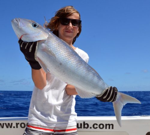 poisson-poulet-en-peche-a-lappat-rod-fishing-club-ile-rodrigues-maurice-ocean-indien