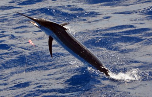 70kg-blue-marlin-close-to-the-boat-rod-fishing-club-rodrigues-island-mauritius-indian-ocean
