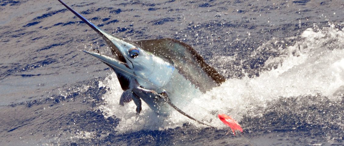 70kg-blue-marlin-jumping-caught-on-trolling-rod-fishing-club-rodrigues-island-mauritius-indian-ocean