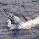 70kg-blue-marlin-jumping-caught-on-trolling-rod-fishing-club-rodrigues-island-mauritius-indian-ocean