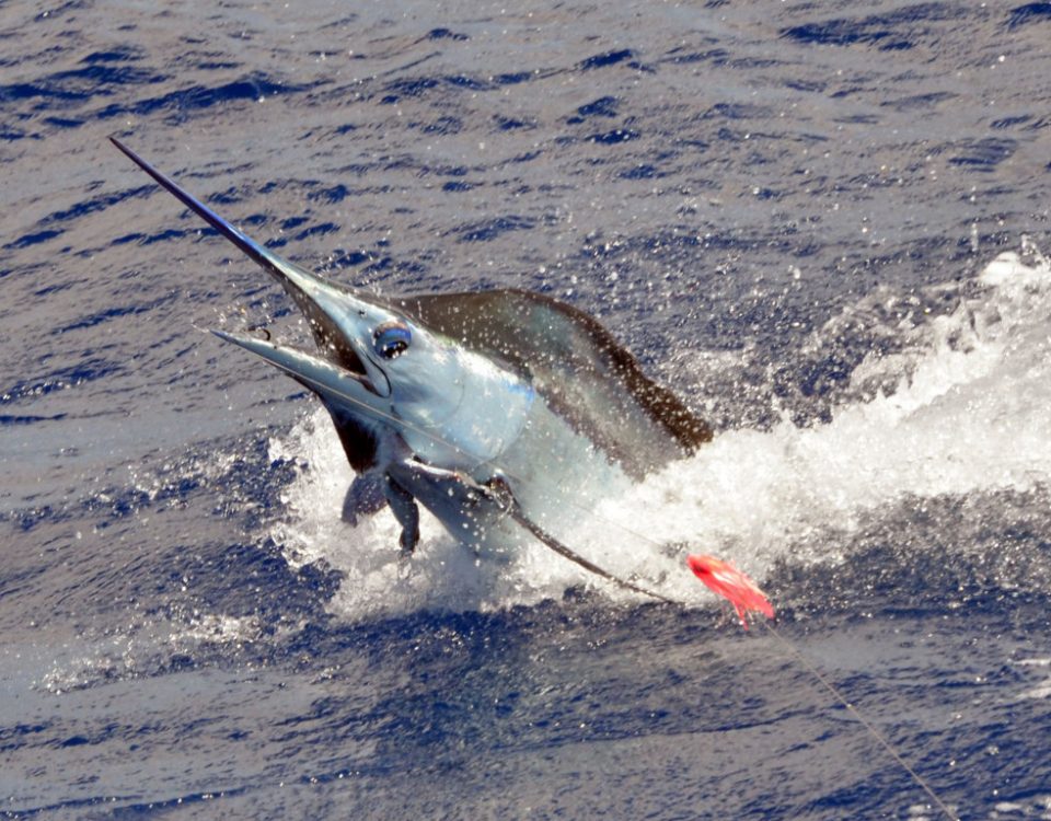 70kg-blue-marlin-jumping-caught-on-trolling-rod-fishing-club-rodrigues-island-mauritius-indian-ocean