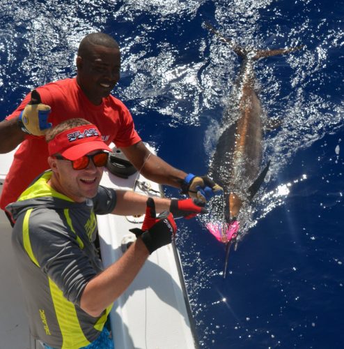 80kg-blue-marlin-on-trolling-before-releasing-rod-fishing-club-rodrigues-island-mauritius-indian-ocean