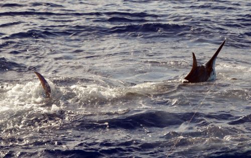 a-big-black-marlin-on-livebaiting-rod-fishing-club-rodrigues-island-mauritius-indian-ocean